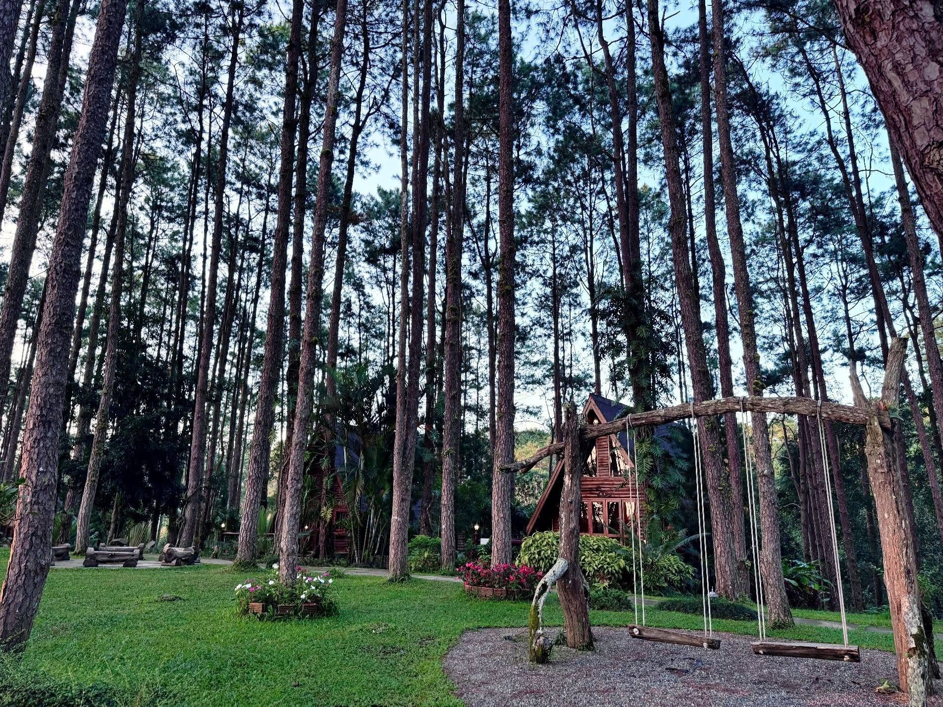 รูปที่ 14 จาก 16 · สวนป่าดอยบ่อหลวง องค์การอุตสาหกรรมป่าไม้