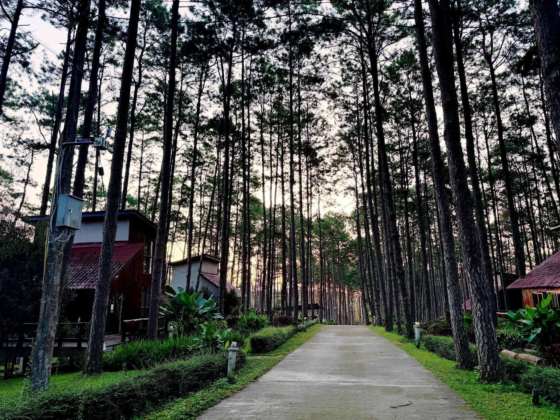 รูปที่ 16 จาก 16 · สวนป่าดอยบ่อหลวง องค์การอุตสาหกรรมป่าไม้