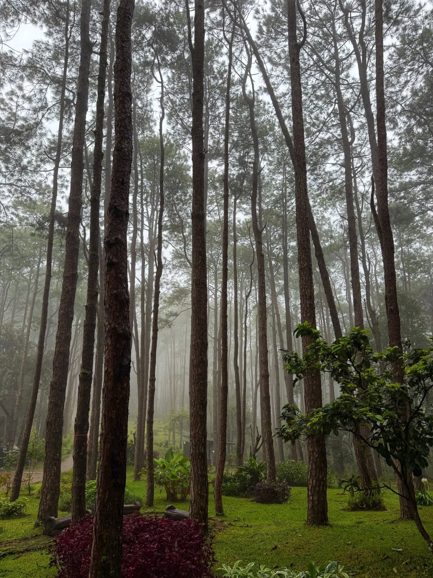 รูปที่ 8 จาก 16 · สวนป่าดอยบ่อหลวง องค์การอุตสาหกรรมป่าไม้