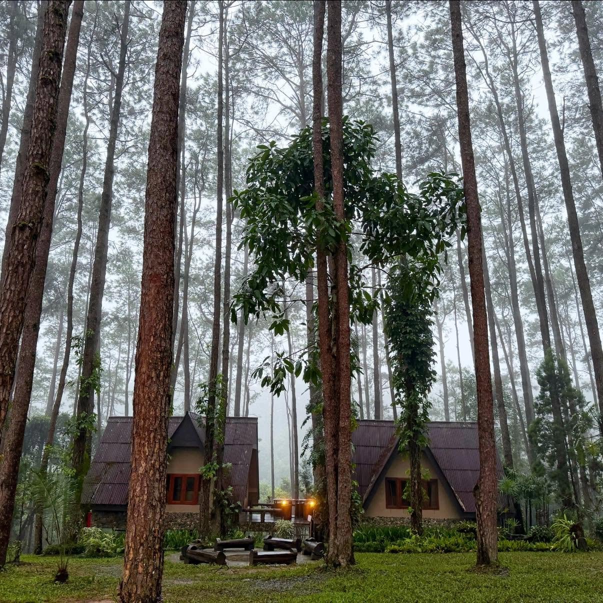 รูปที่ 10 จาก 16 · สวนป่าดอยบ่อหลวง องค์การอุตสาหกรรมป่าไม้