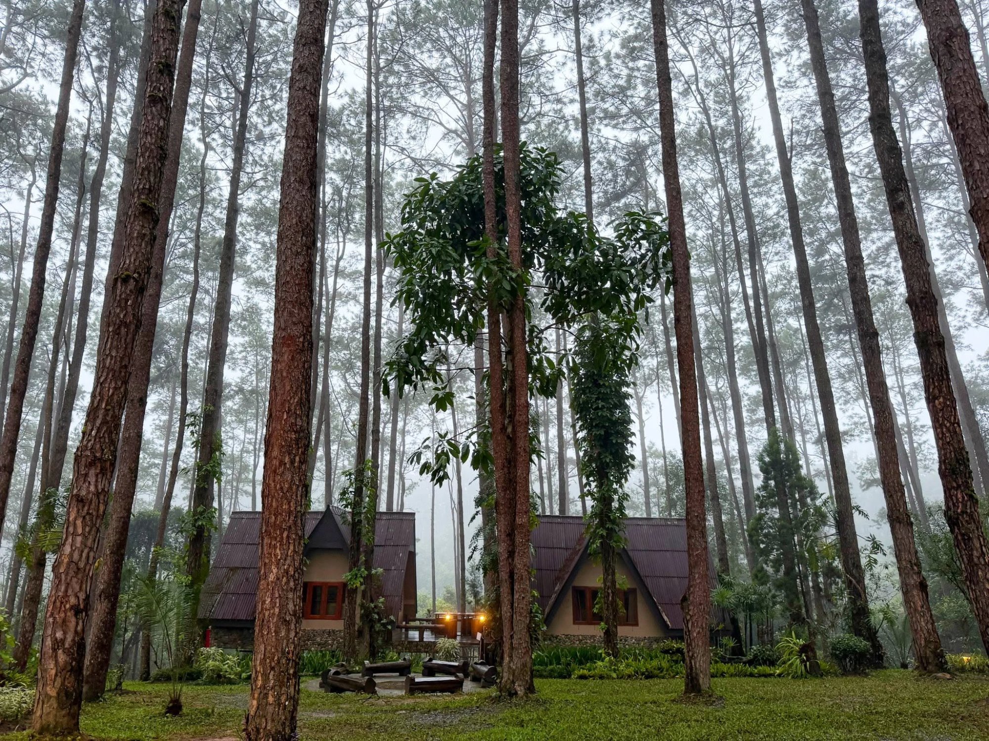 รูปที่ 6 จาก 16 · สวนป่าดอยบ่อหลวง องค์การอุตสาหกรรมป่าไม้