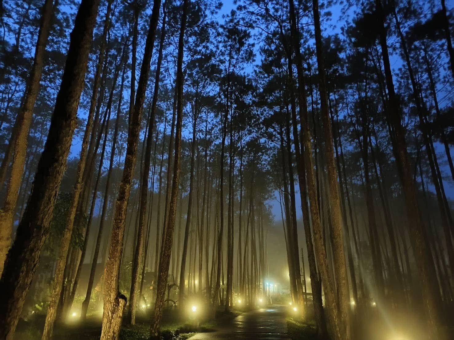 รูปที่ 3 จาก 16 · สวนป่าดอยบ่อหลวง องค์การอุตสาหกรรมป่าไม้