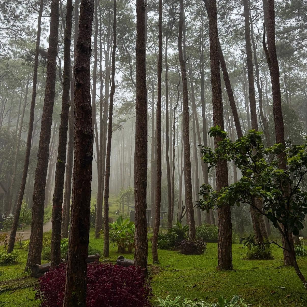 รูปที่ 11 จาก 16 · สวนป่าดอยบ่อหลวง องค์การอุตสาหกรรมป่าไม้