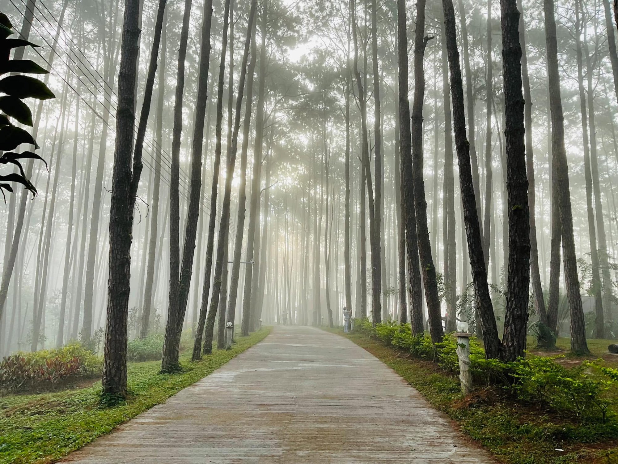 รูปที่ 2 จาก 16 · สวนป่าดอยบ่อหลวง องค์การอุตสาหกรรมป่าไม้